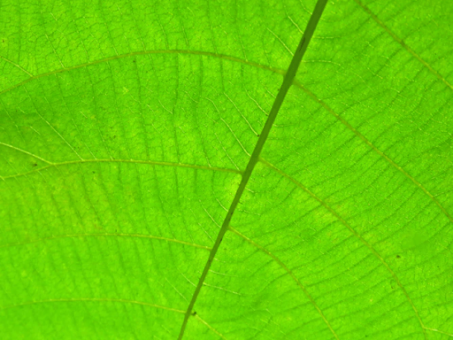 Kratom leaves