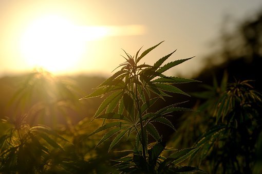 Hemp, Plant, Cannabis, Nature
