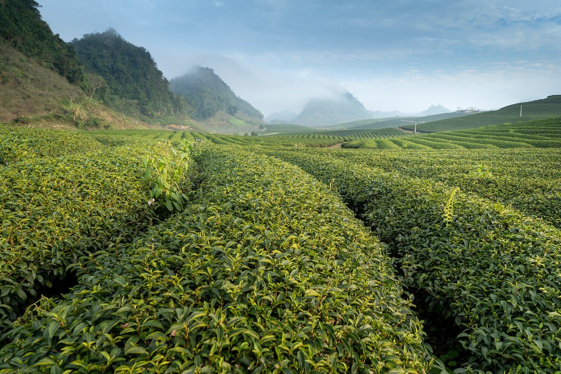 Kratom powders are considered as dietary supplement