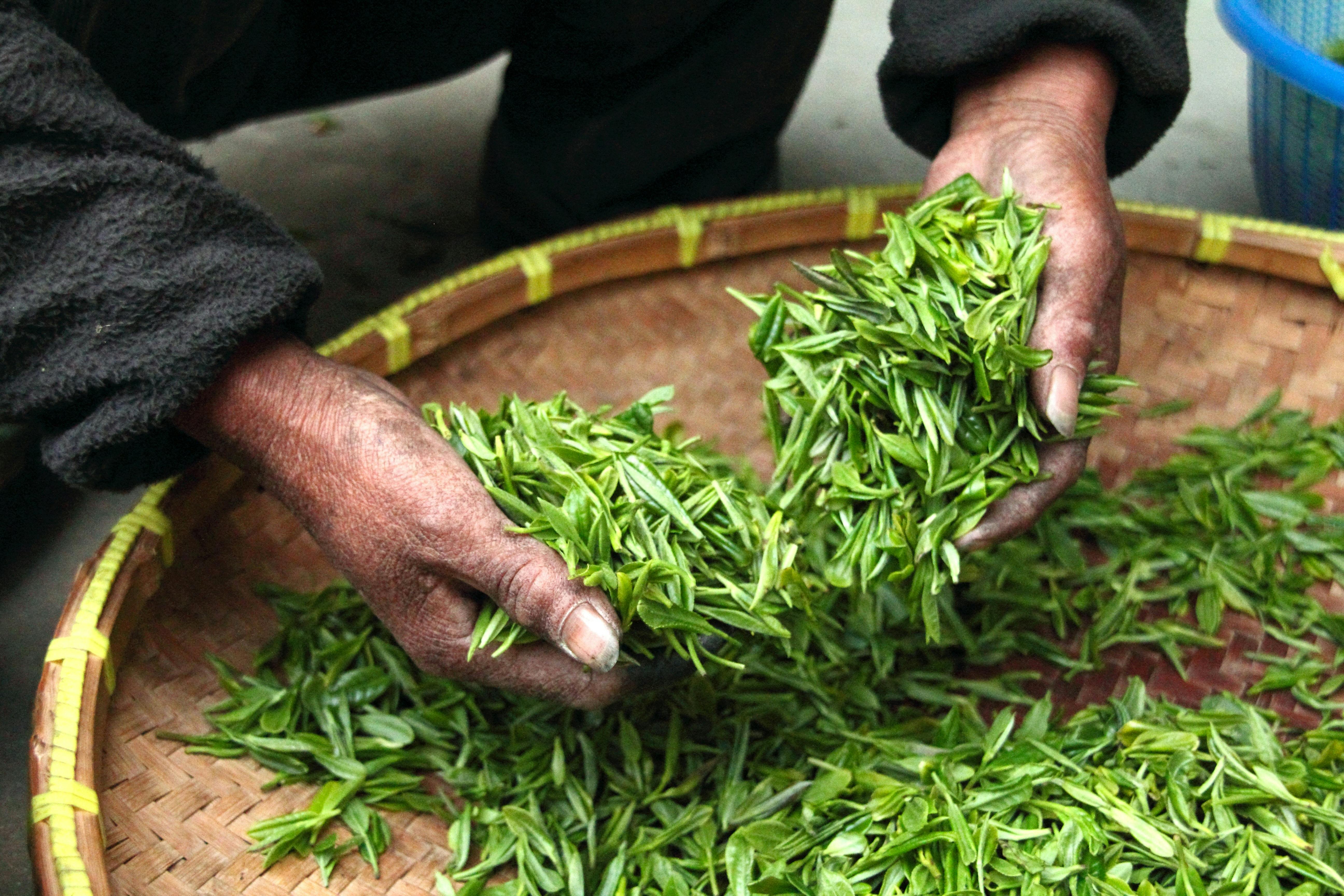 Drying Kratom leaves at home